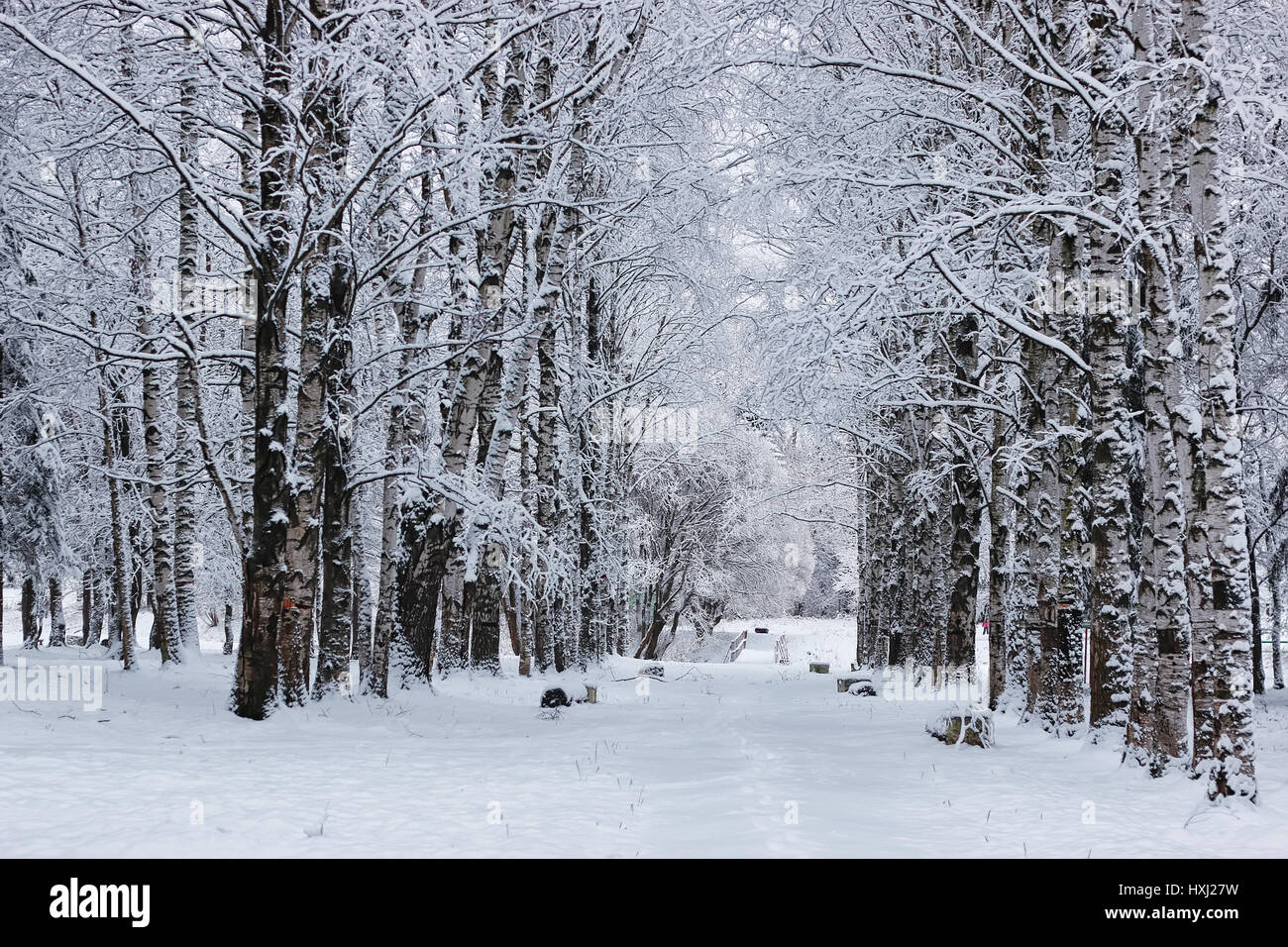 winter forest covered snow Stock Photo - Alamy