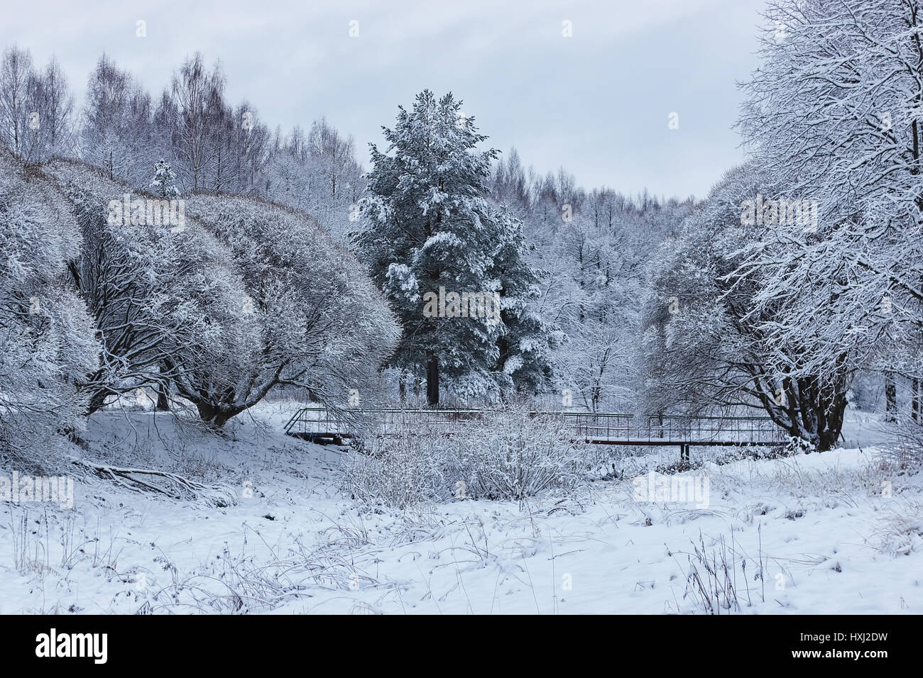 winter forest covered snow Stock Photo - Alamy