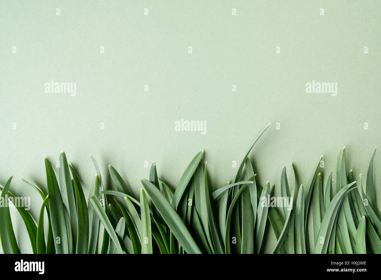 grass on a green background with free space for text Stock Photo - Alamy