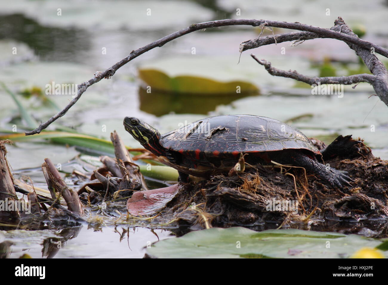 Scarred for life hi-res stock photography and images - Alamy