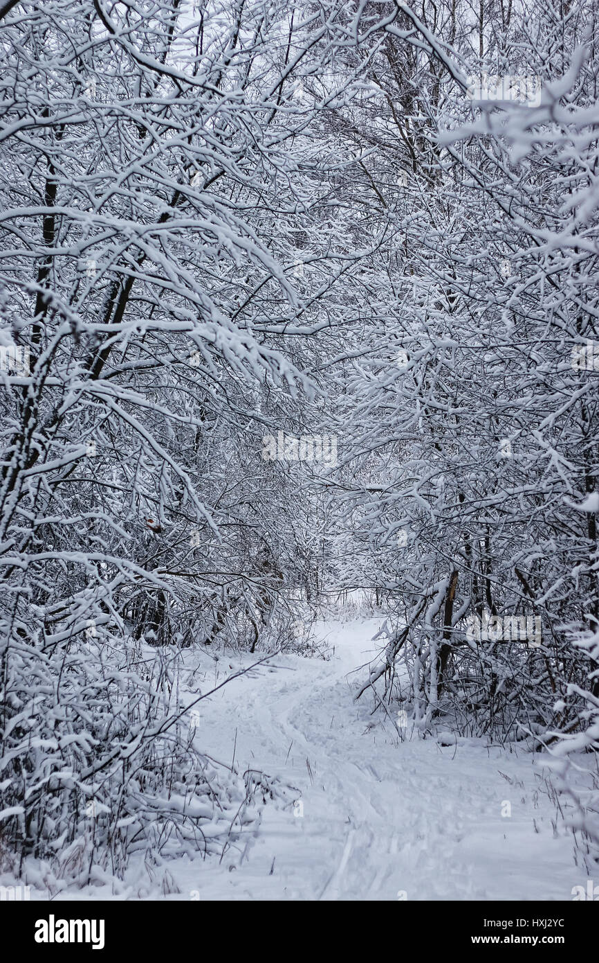 winter forest covered snow Stock Photo - Alamy
