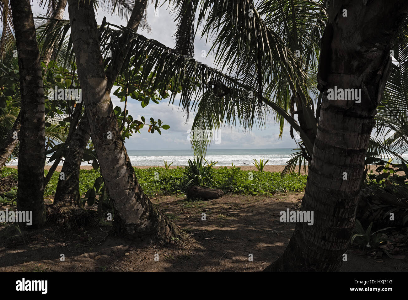 Beautiful Caribbean palm beach near Puerto Viejo, Costa Rica Stock Photo