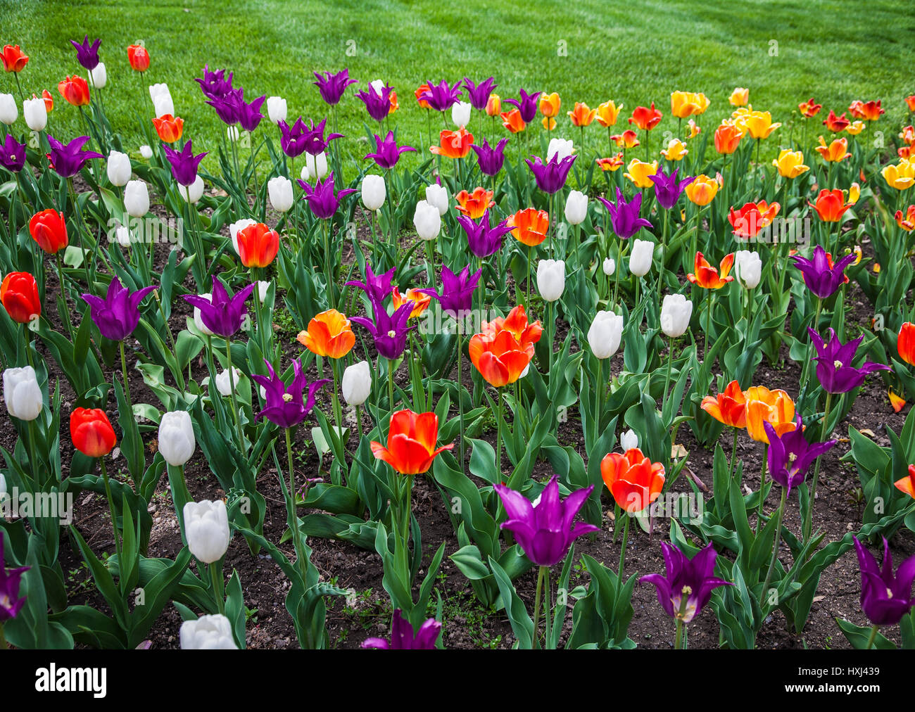 Many colorful Tulips, Peddler’s Village in Bucks County, Pennsylvania, USA, Colourful spring