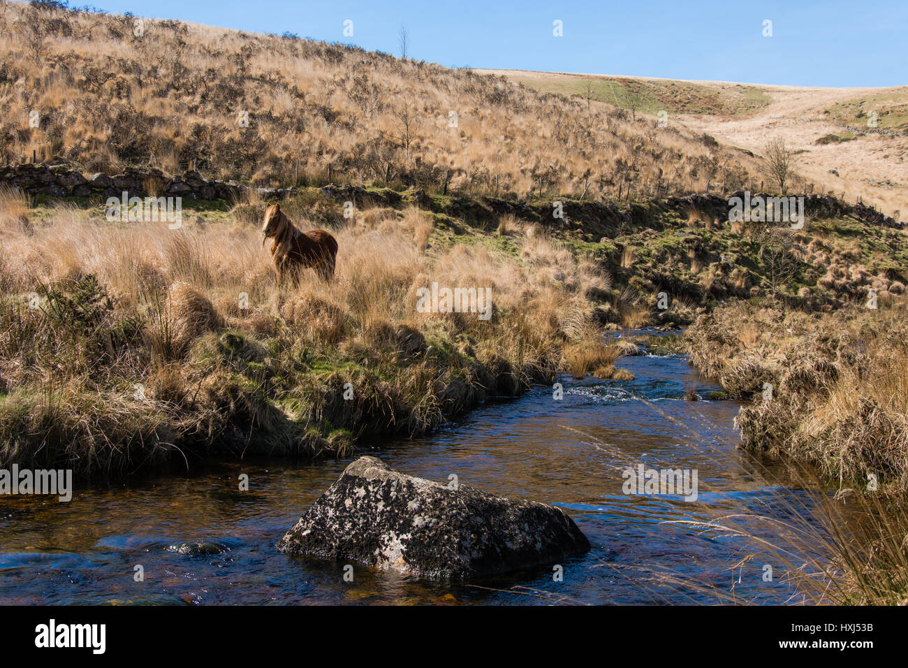 Grazing Dartmoor pony on moorland by river. Wild horse in alpine in national park in Devon, England, UK, alongside upland stream Stock Photo
