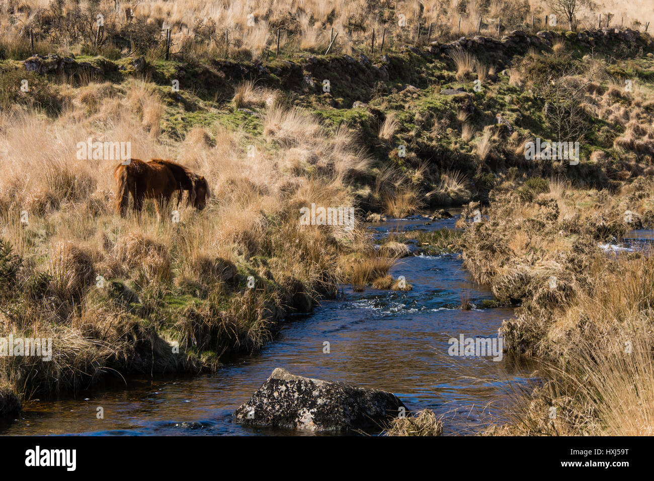 Grazing Dartmoor pony on moorland by river. Wild horse in alpine in