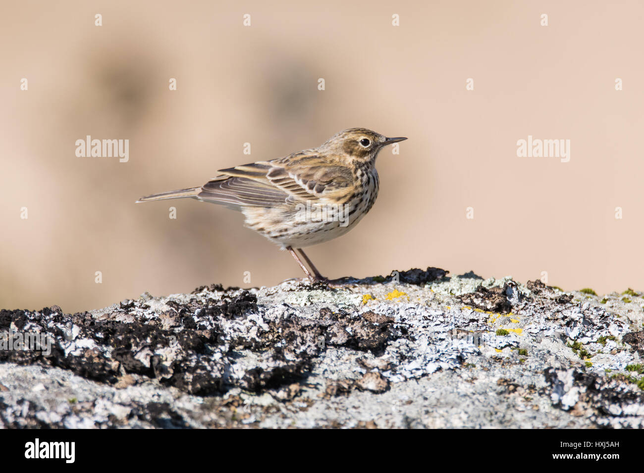 Meadow pipit (Anthus pratensis) on rock, profile.Small brown songbird in the family Motacillidae, perched on Dartmoor rock Narional Park, Devon, UK Stock Photo
