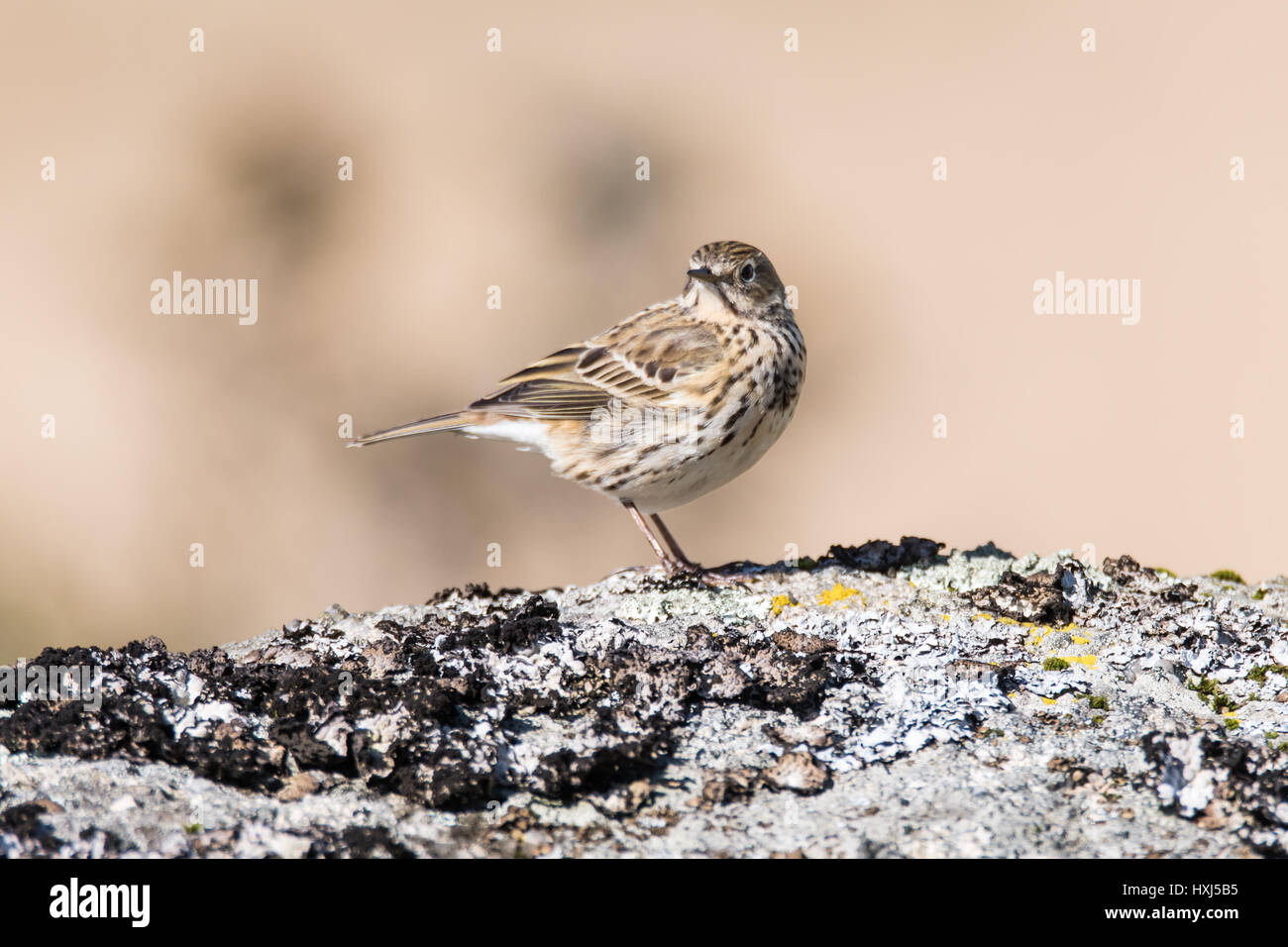 Meadow pipit (Anthus pratensis) on rock head on. Small brown songbird in the family Motacillidae, perched on rock in Dartmoor Narional Park, Devon, UK Stock Photo