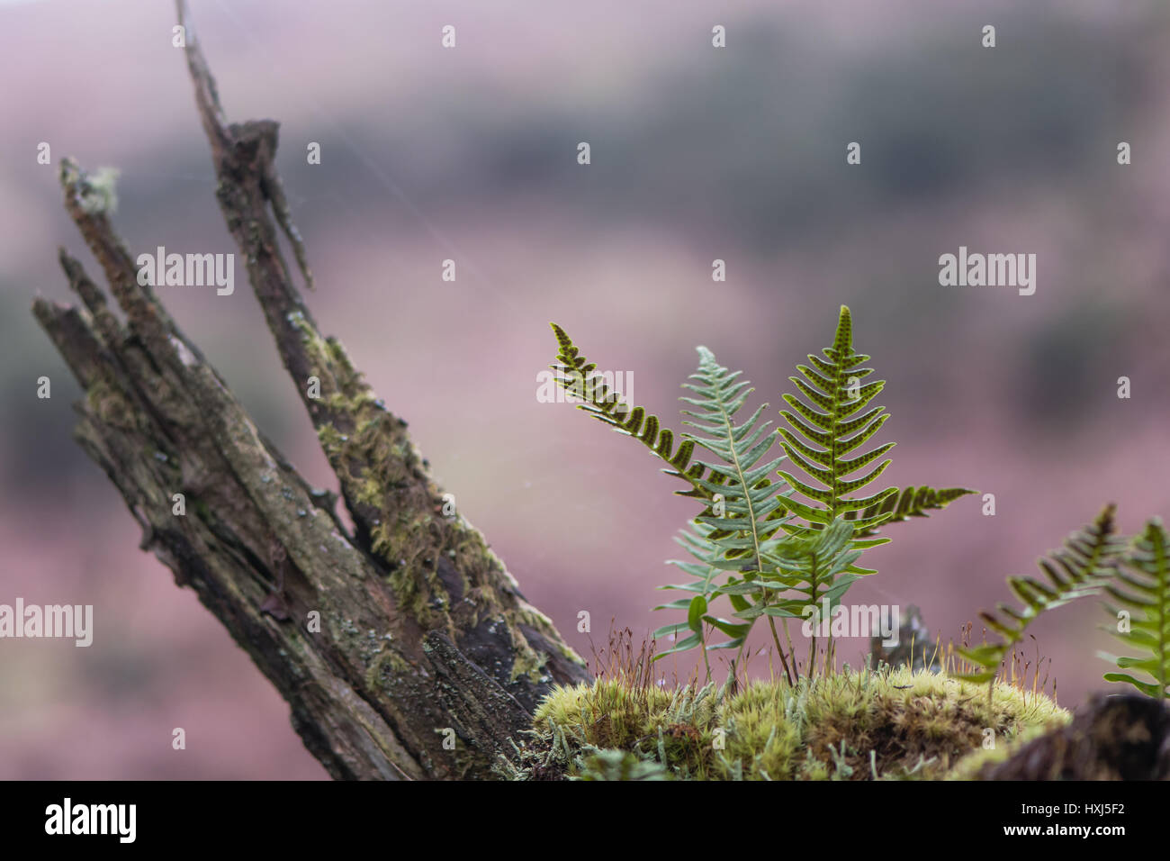 Polypody (Polypodium vulgare) and moss on branch. Fronds of true fern in the family Polypodiaceae, also known as rockcap fern, showing sori Stock Photo
