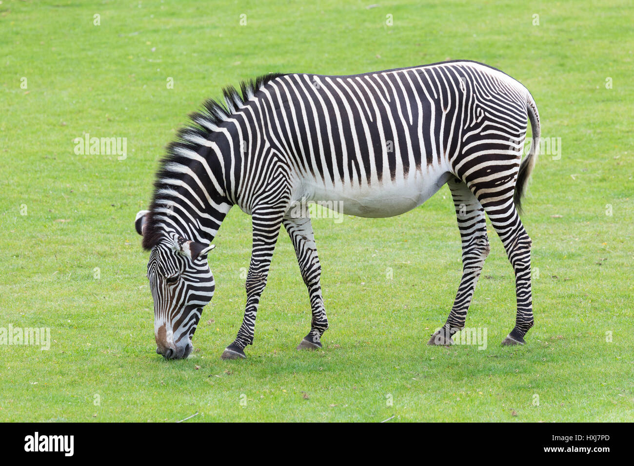 Zebra stripes hires stock photography and images Alamy