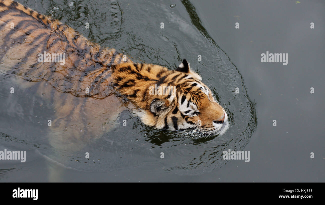 Swimming tiger Stock Photo