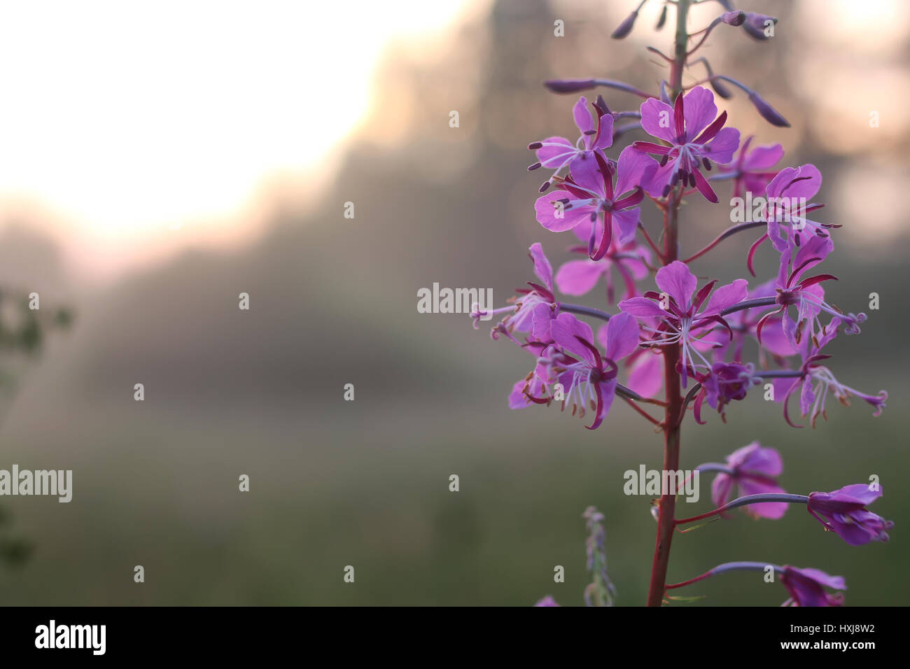 sunset flower fog Stock Photo Alamy