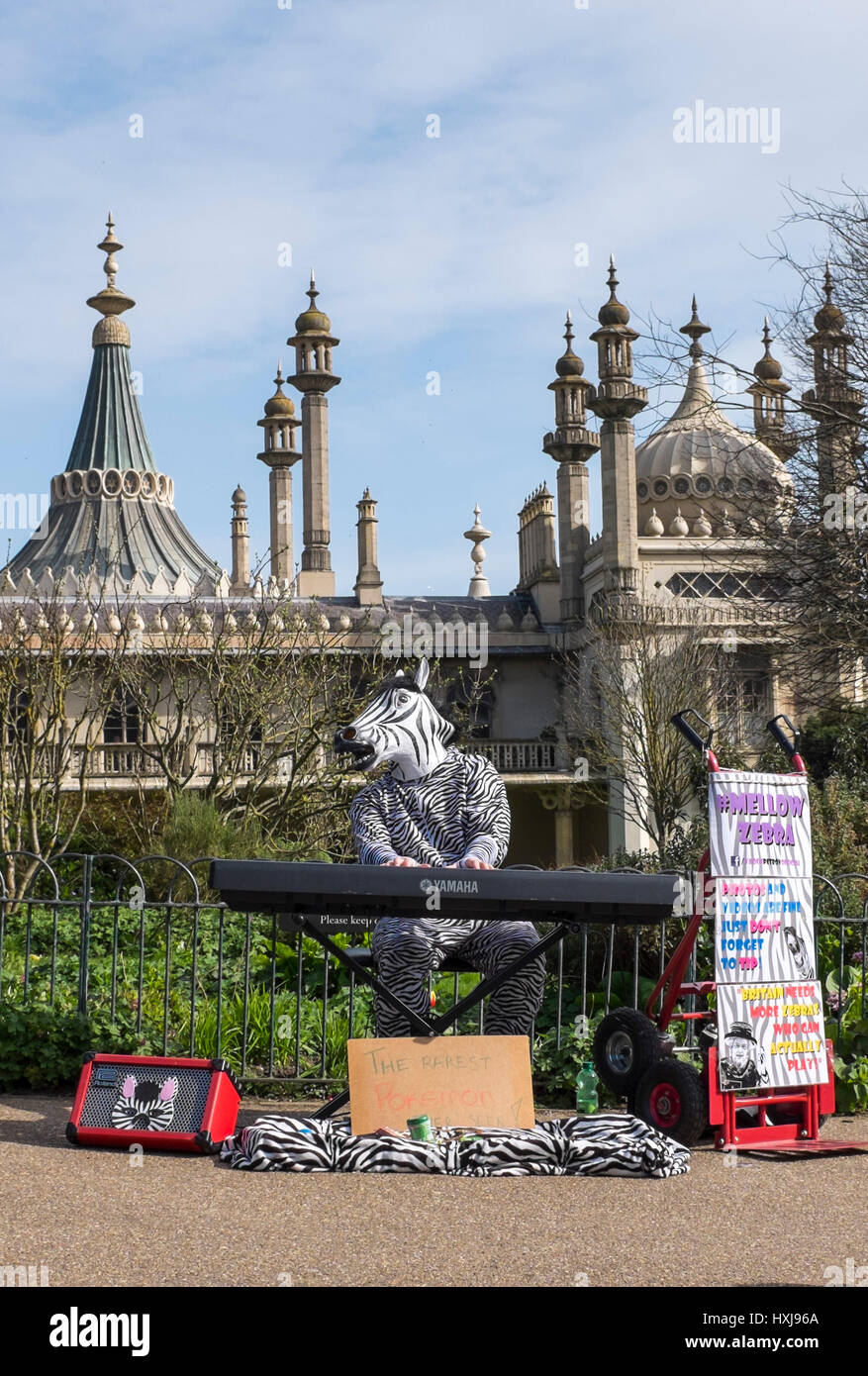 Mellow zebra busker hires stock photography and images Alamy