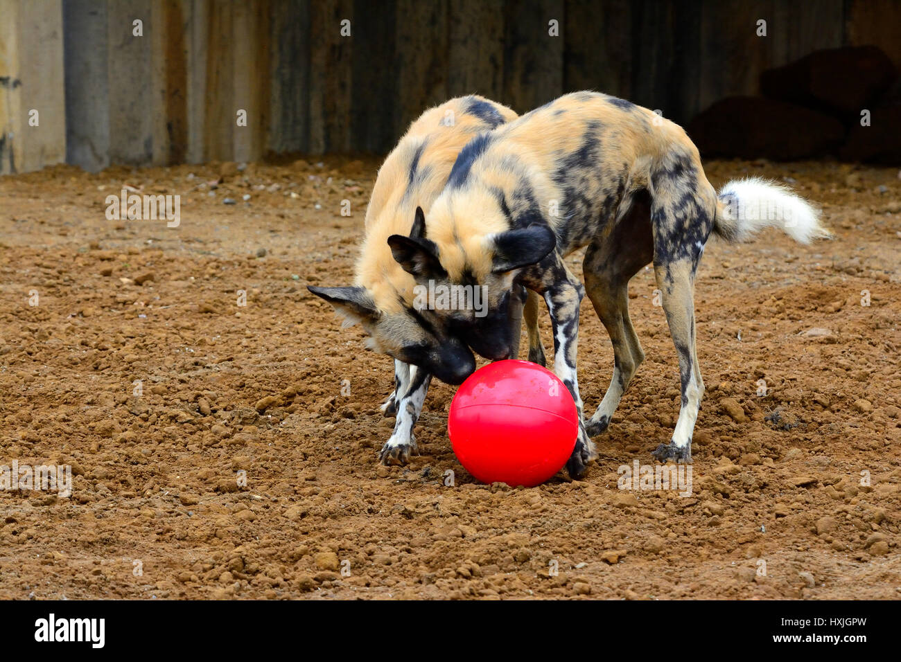 African family and dog uk hires stock photography and images Alamy