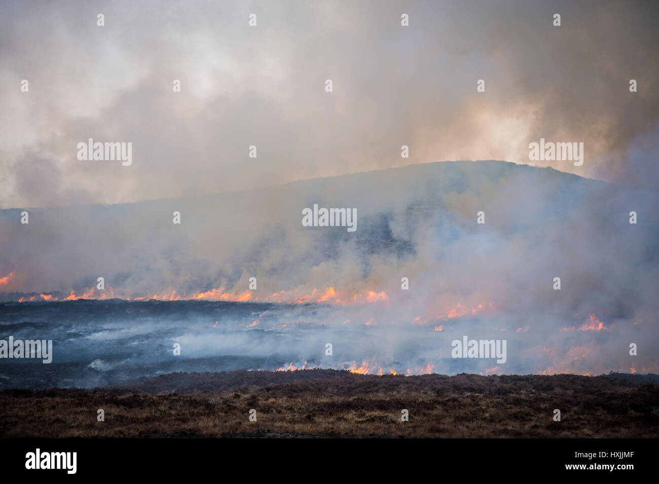 Heather burns on a hillside during a muirburn on a heather moorland near Inverness. Muirburn is controlled heather burning and is considered an important land management practice. Stock Photo