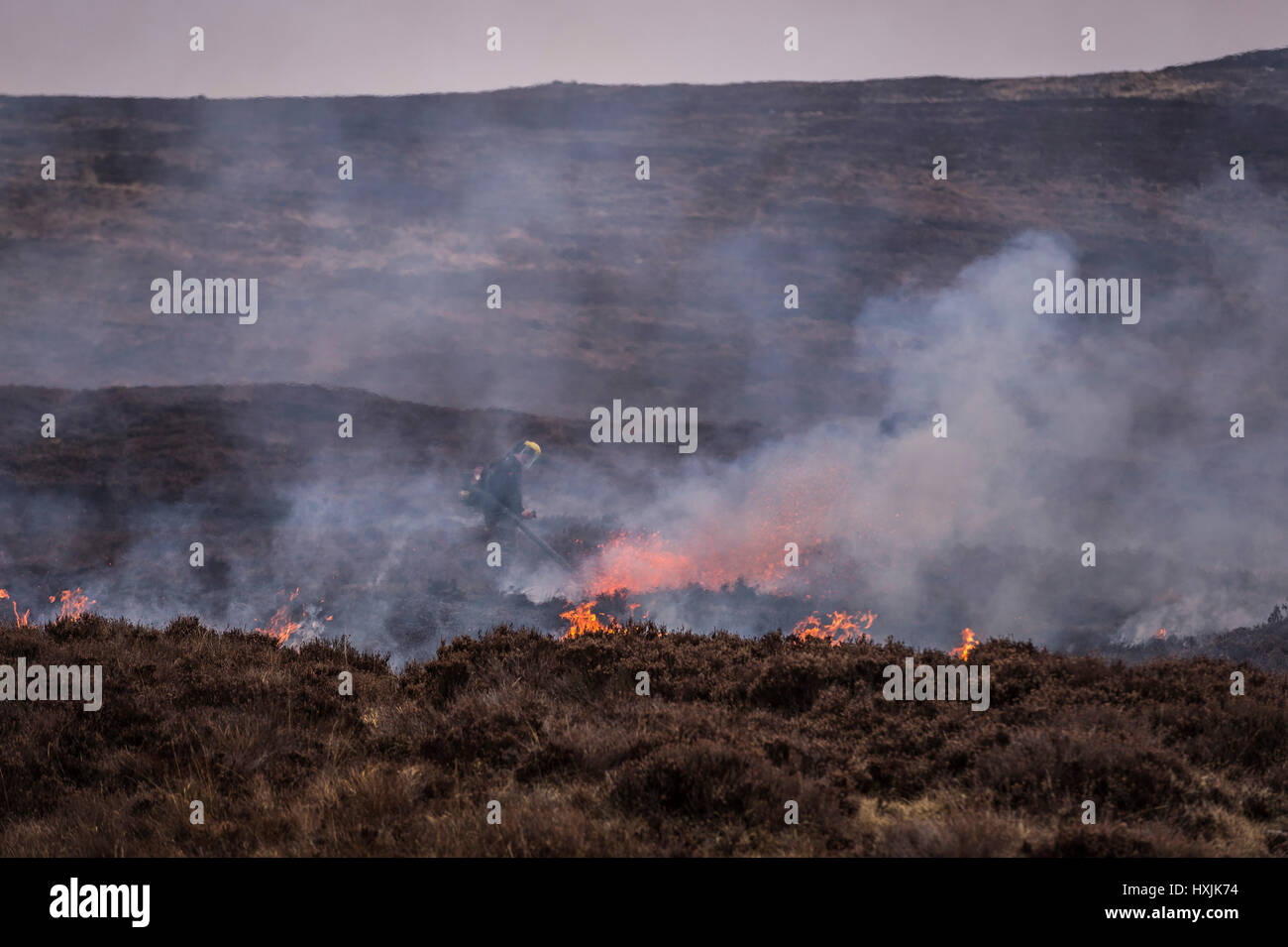 A lone worker extinguishes back fires as heather burns on a hillside during a muirburn on a heather moorland near Inverness. A muirburn is controlled heather fire and is considered an important land management practice. Stock Photo