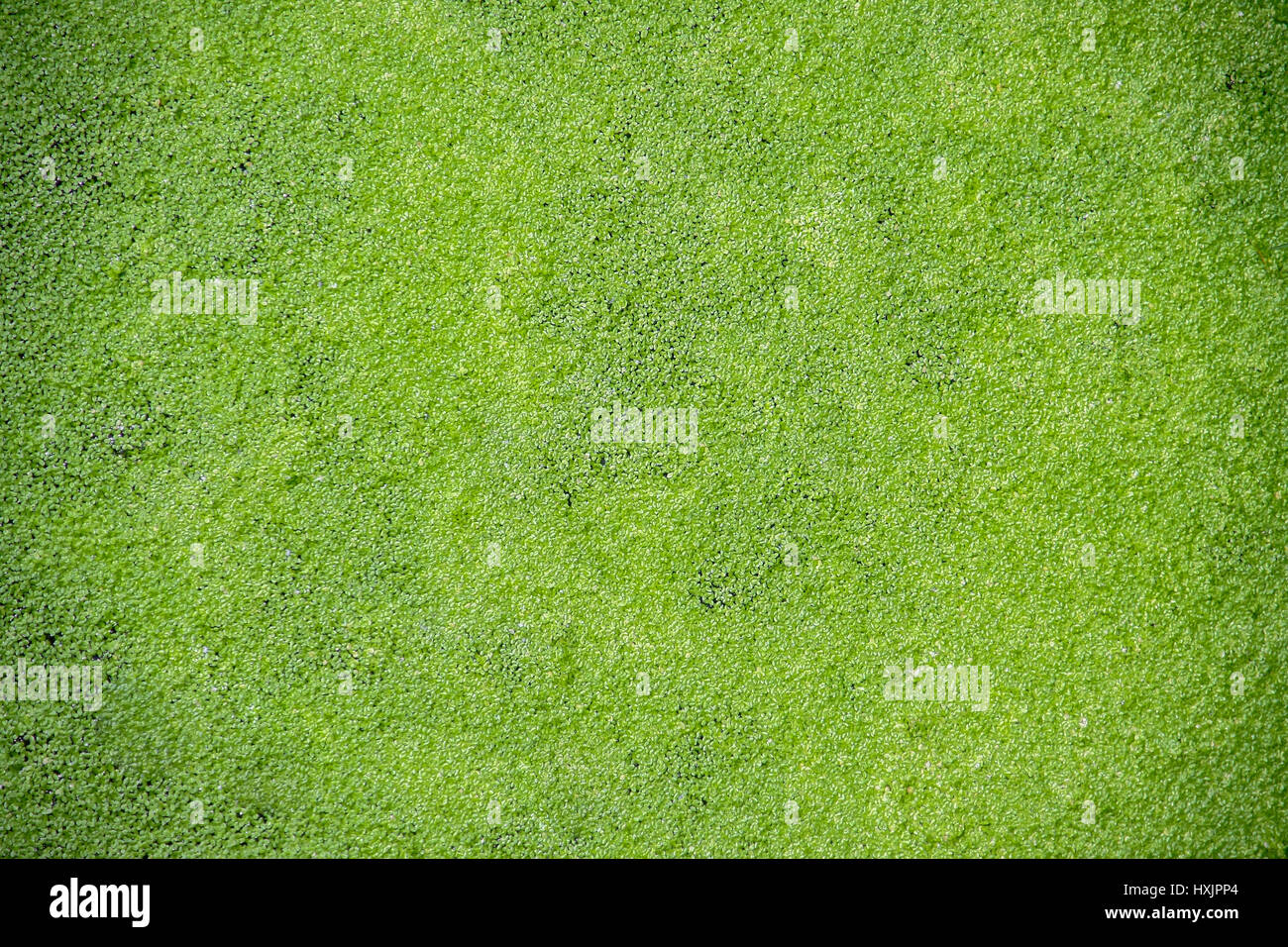 texture of beautiful green duckweed on Swamp Stock Photo