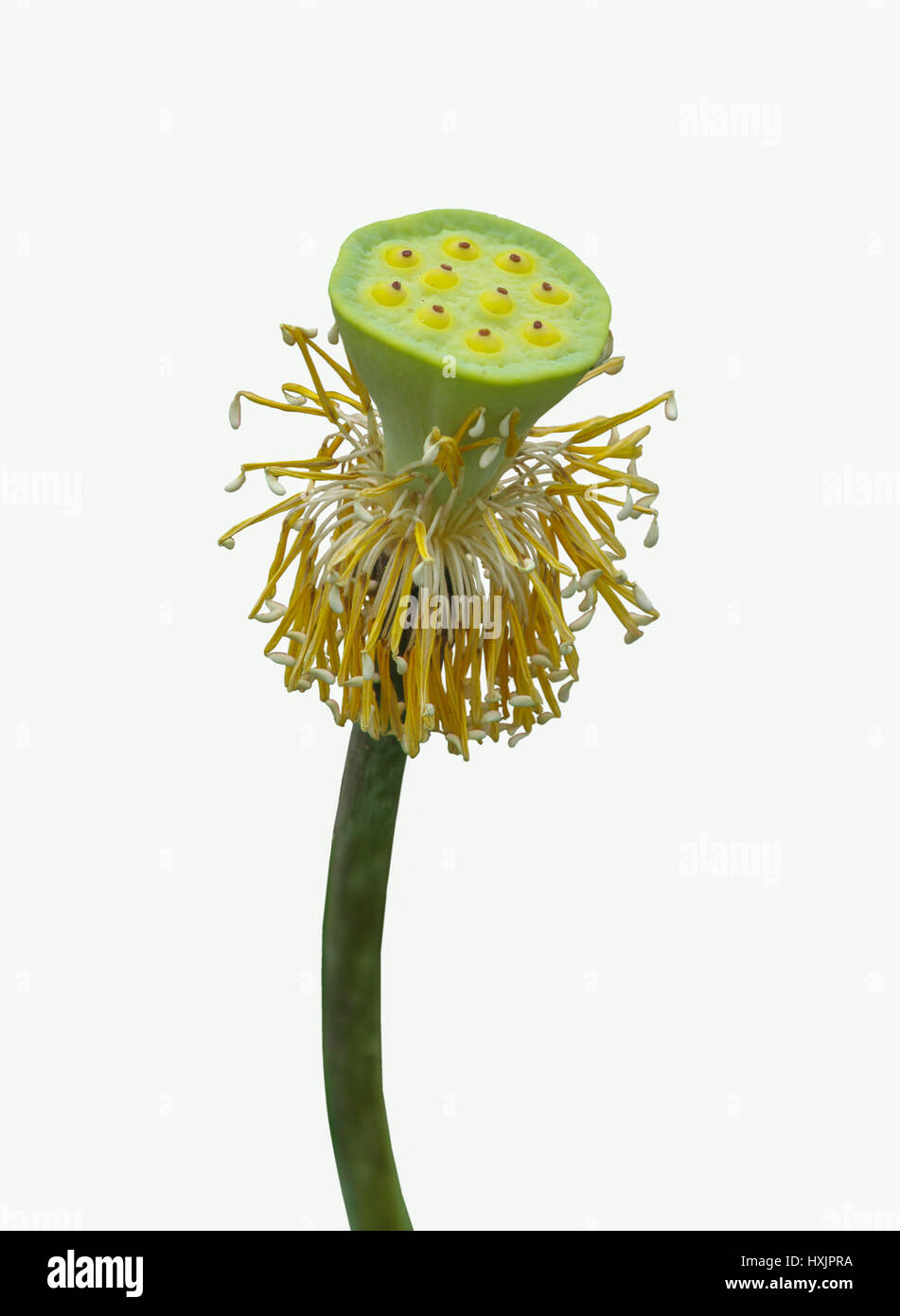 Limp flower hires stock photography and images Alamy