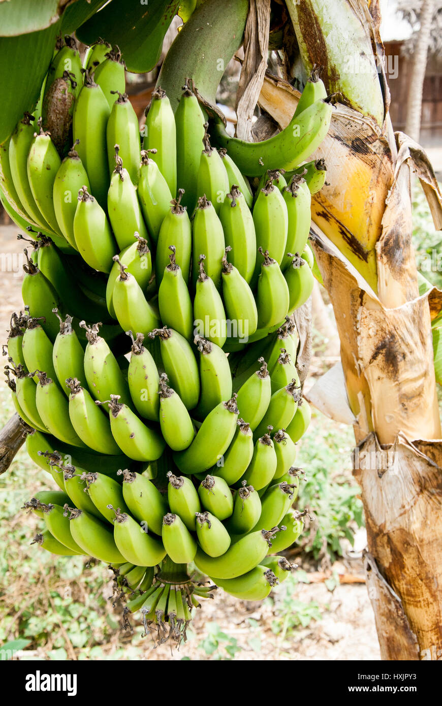 Nature's Garden Bunch Of Green Bananas On A Banana Tree Ecuador