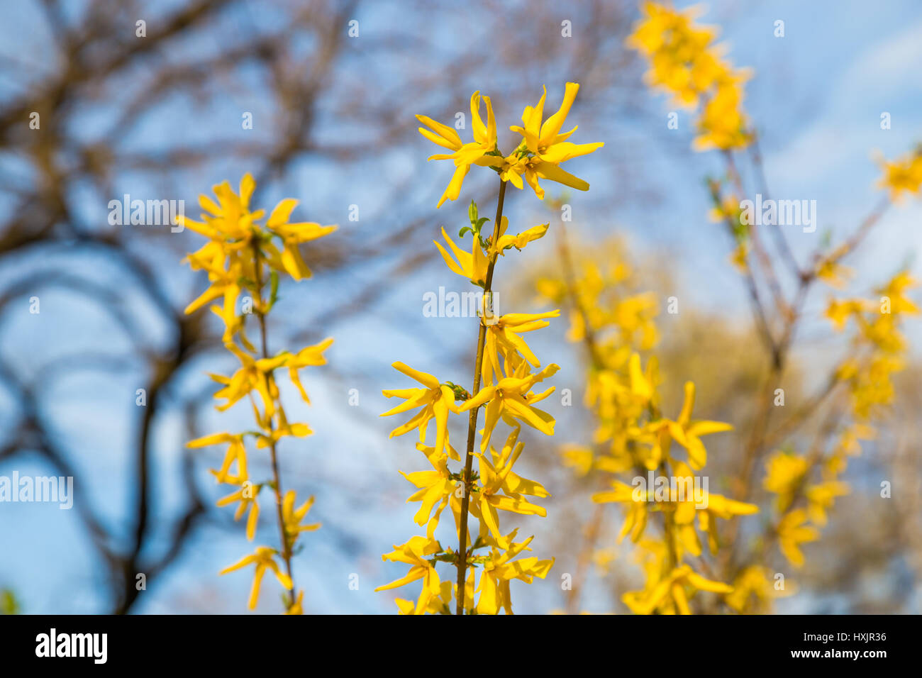 Forsythia species hi-res stock photography and images - Alamy