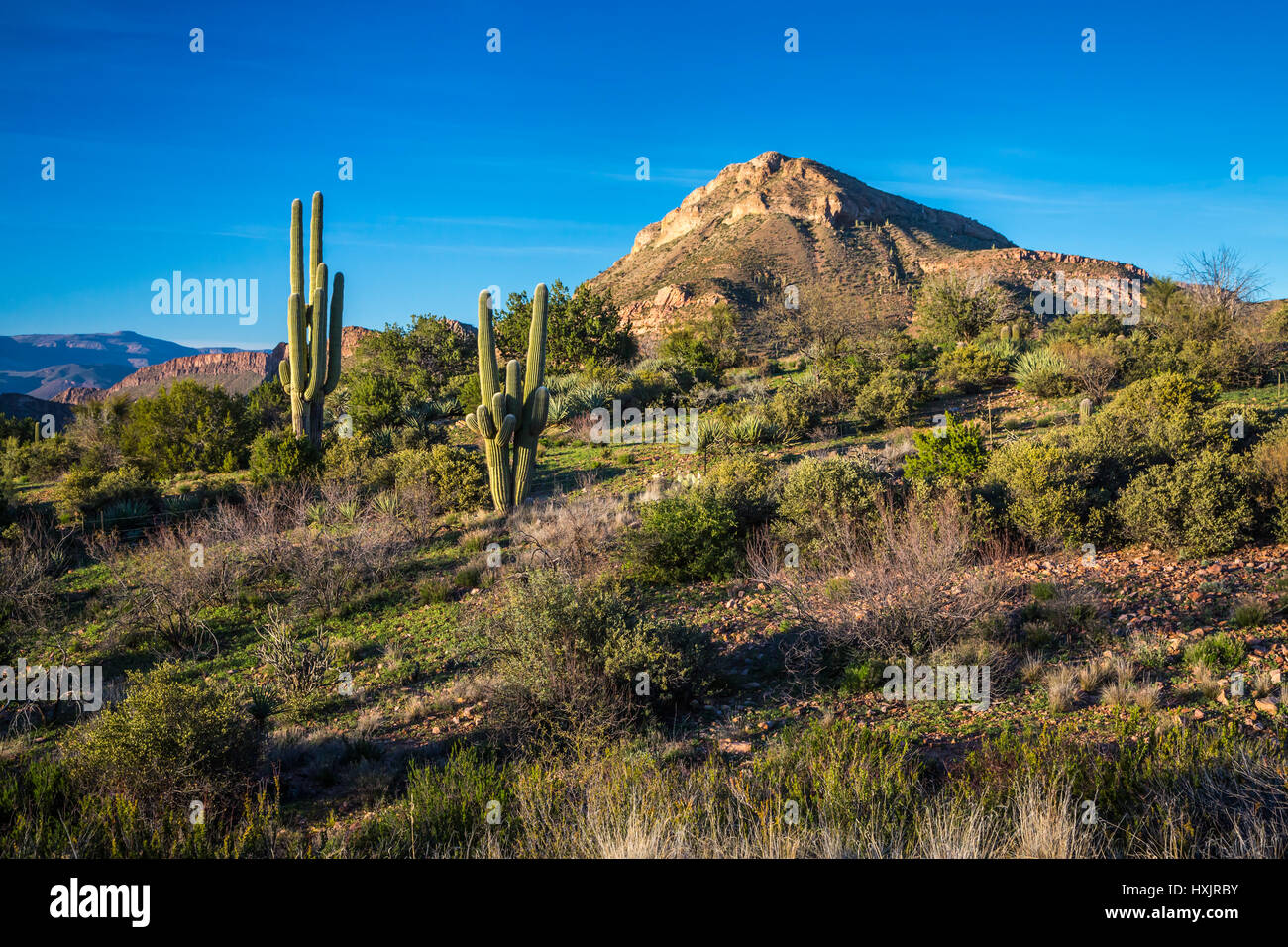 A landscape view of desert cactus vegetation in the Tonto National