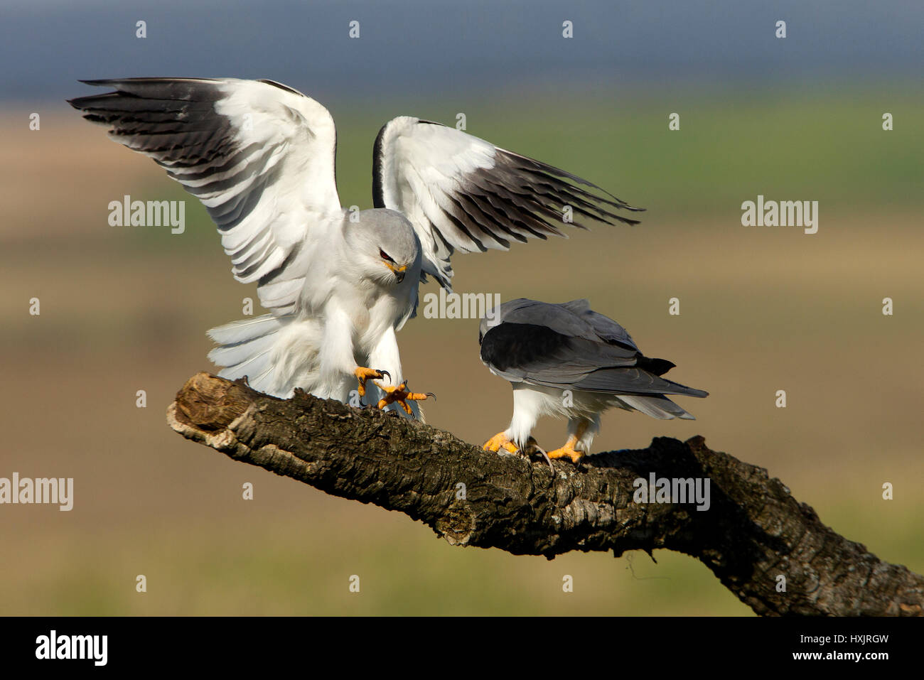 Elanus caeruleus Stock Photo