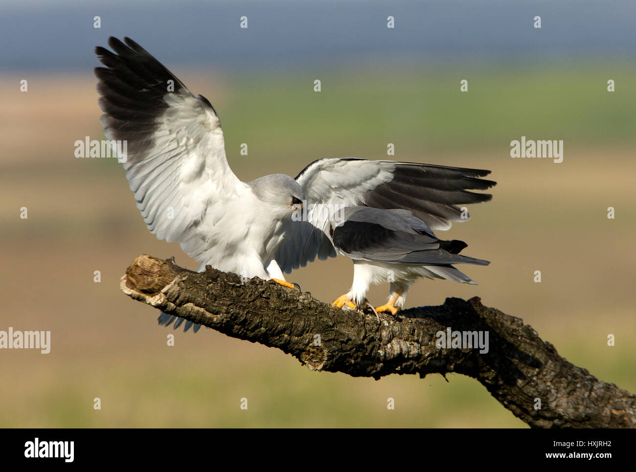 Elanus caeruleus Stock Photo