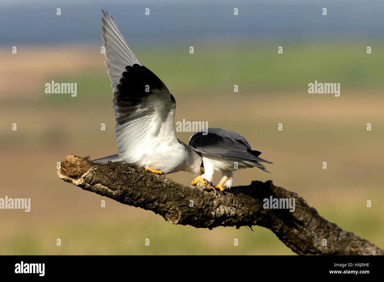 Elanus caeruleus Stock Photo