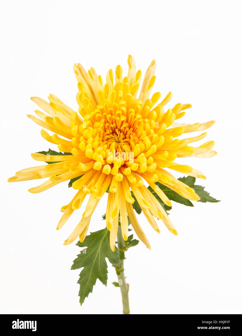 Close up of yellow spider mum flower, leaves and stem Stock Photo Alamy