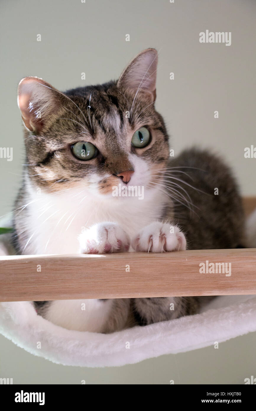Katze; getigert; grüne Augen; weißer Hintergrund; high key; cat; tabby; green eyes; white Background Stock Photo