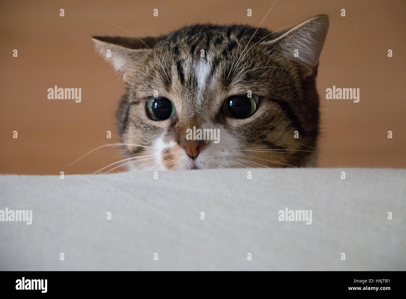 Katze; getigert; grüne Augen; weißer Hintergrund; high key; cat; tabby; green eyes; white Background Stock Photo