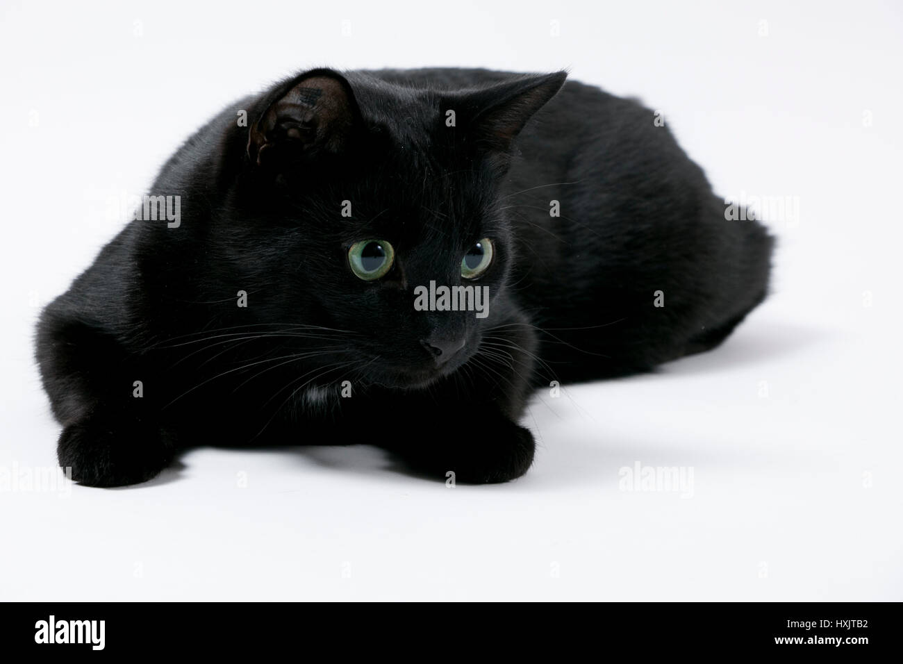 Katze; schwarz, black; grüne Augen; weißer Hintergrund; high key; cat; tabby; green eyes; white Background Stock Photo