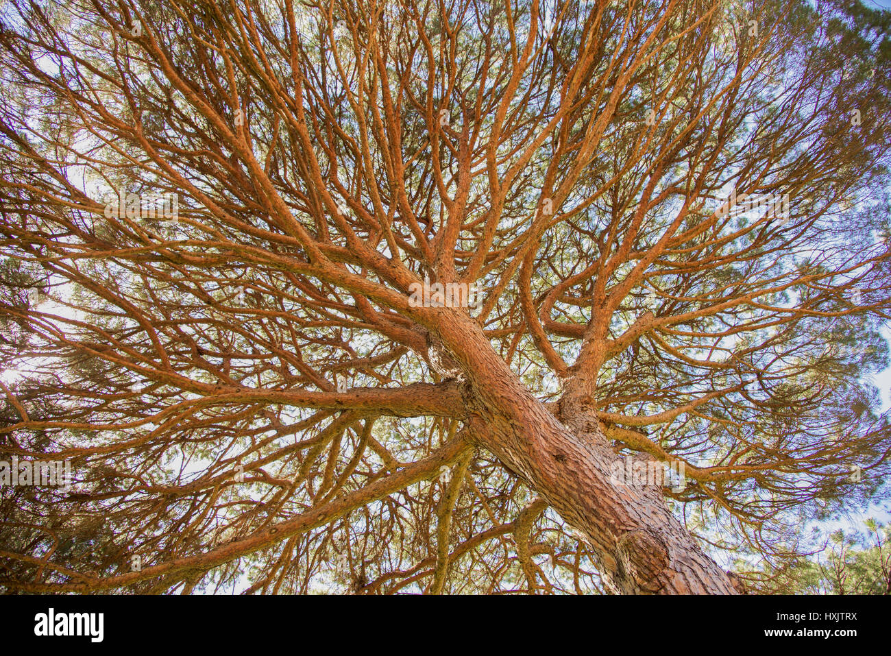 Low angle view of native tree at Bold Park reserve with densely packed branches under a blue sky in City Beach, Western Australia. Stock Photo