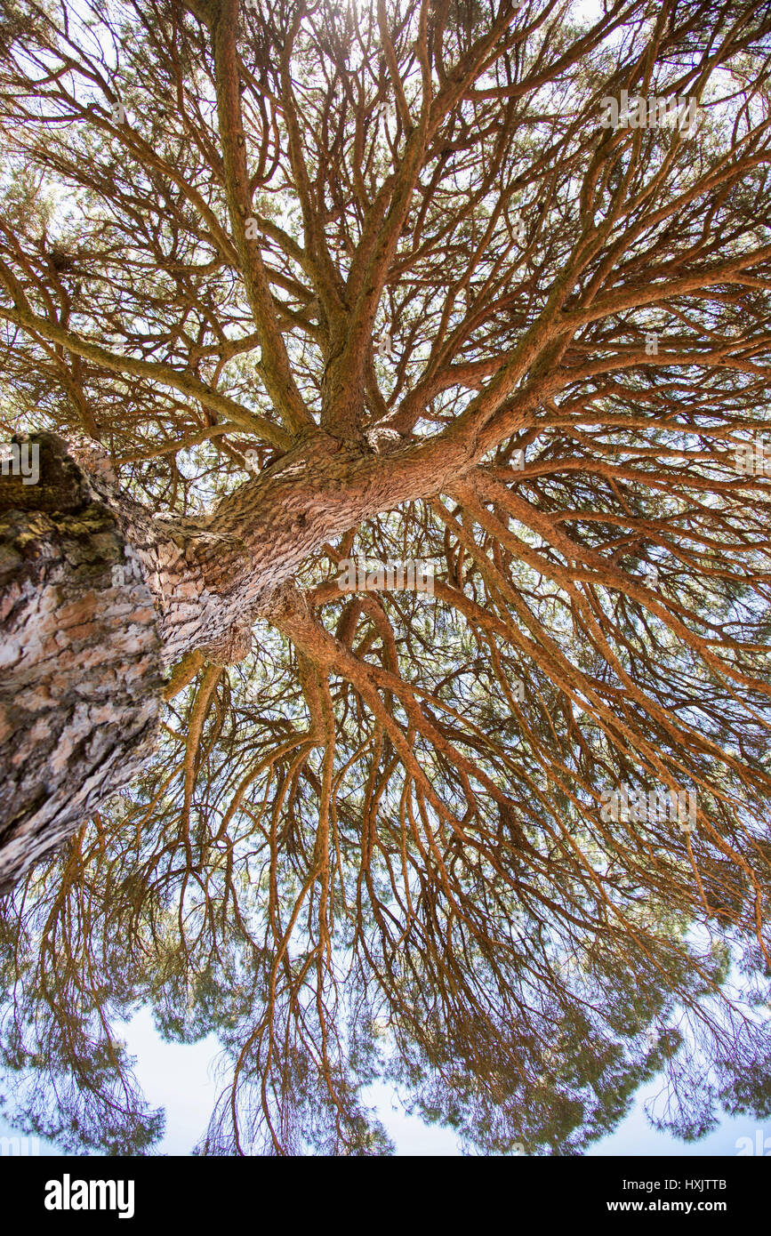 Low angle view of native tree at Bold Park reserve with densely packed branches under a blue sky in City Beach, Western Australia. Stock Photo