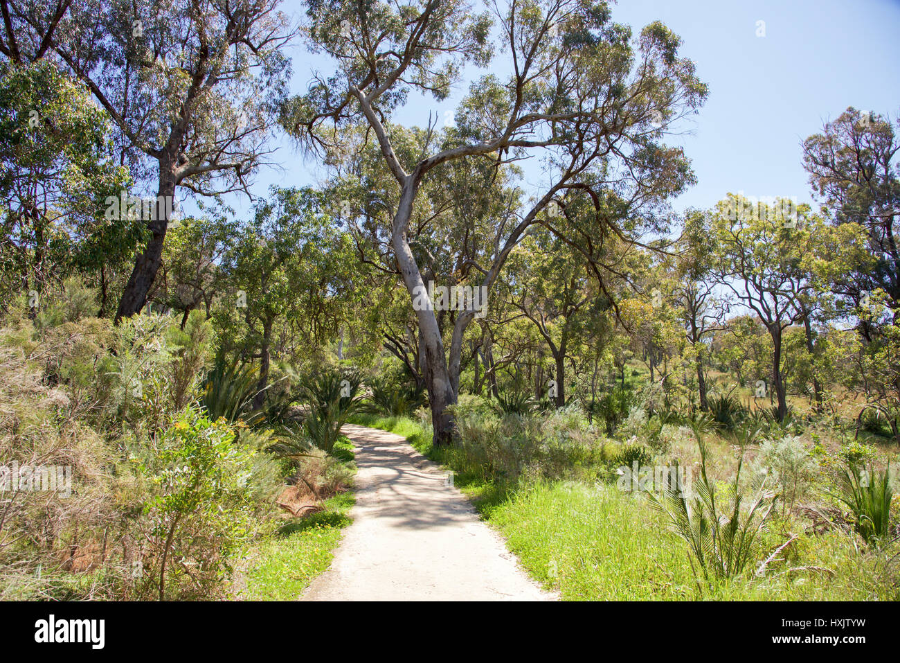 Natural bushland reserve with footpath under a clear blue sky in City Beach in Western Australia. Stock Photo
