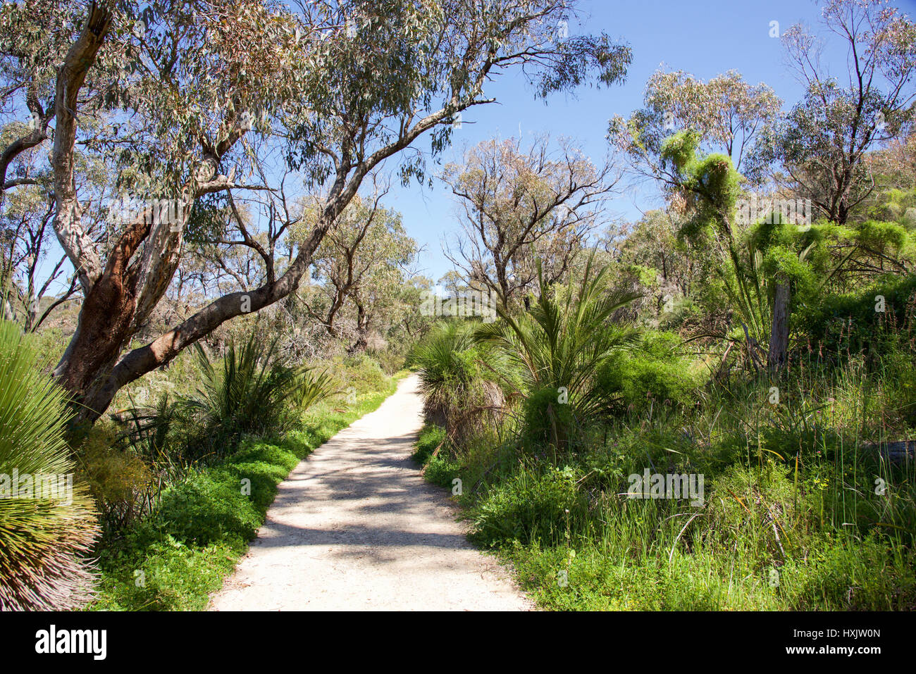 Lush natural green bushland reserve at Bold Park with sandy footpath under a clear blue sky in