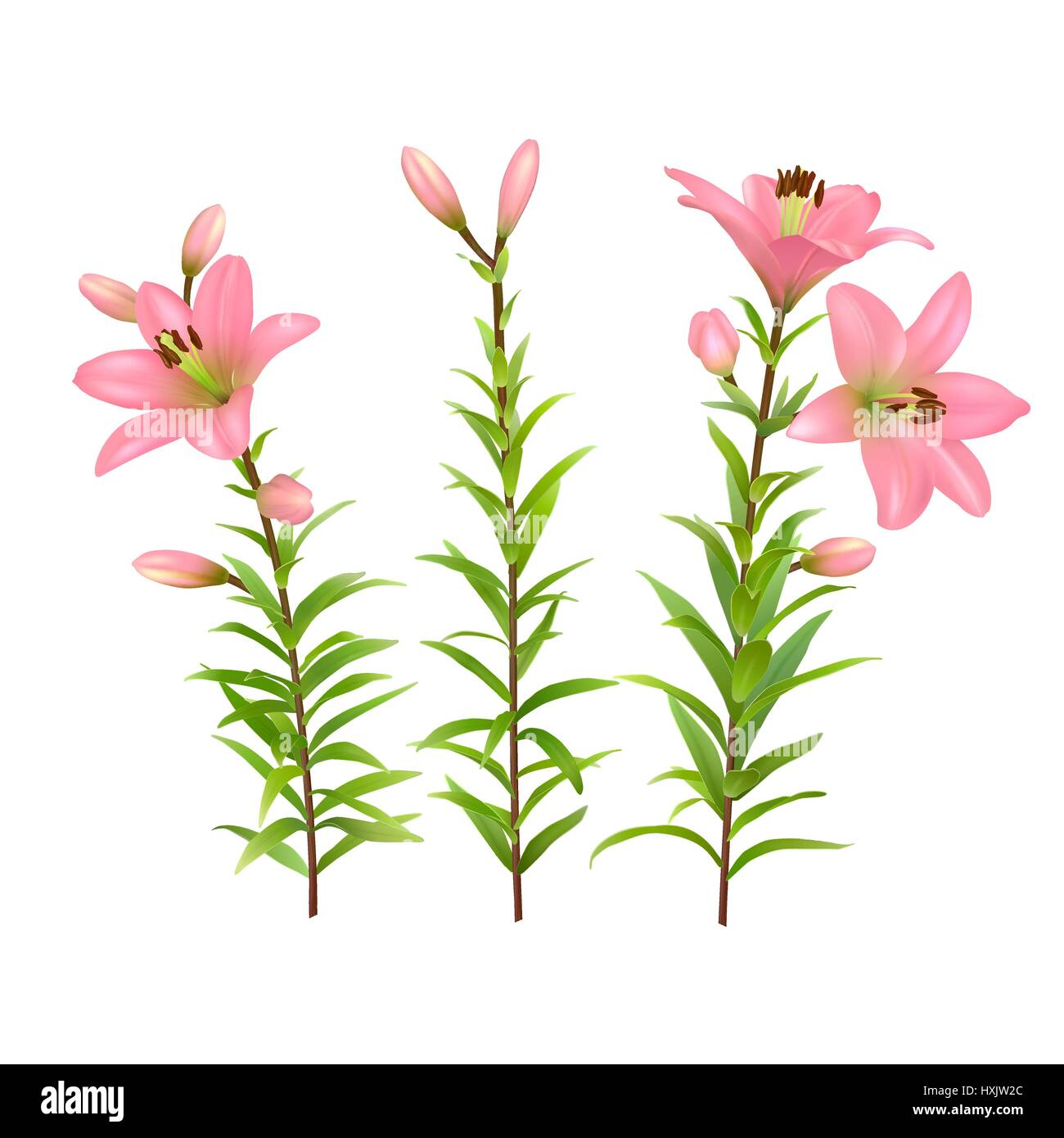 Pink lilies with green stem and leaves. Set of three realistic flowers. Colorful vector illustration. Stock Vector