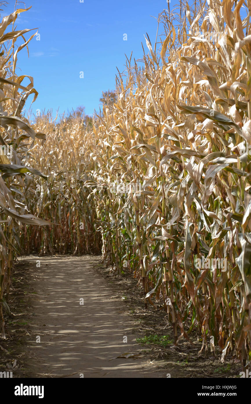 corn field and path Stock Photo Alamy