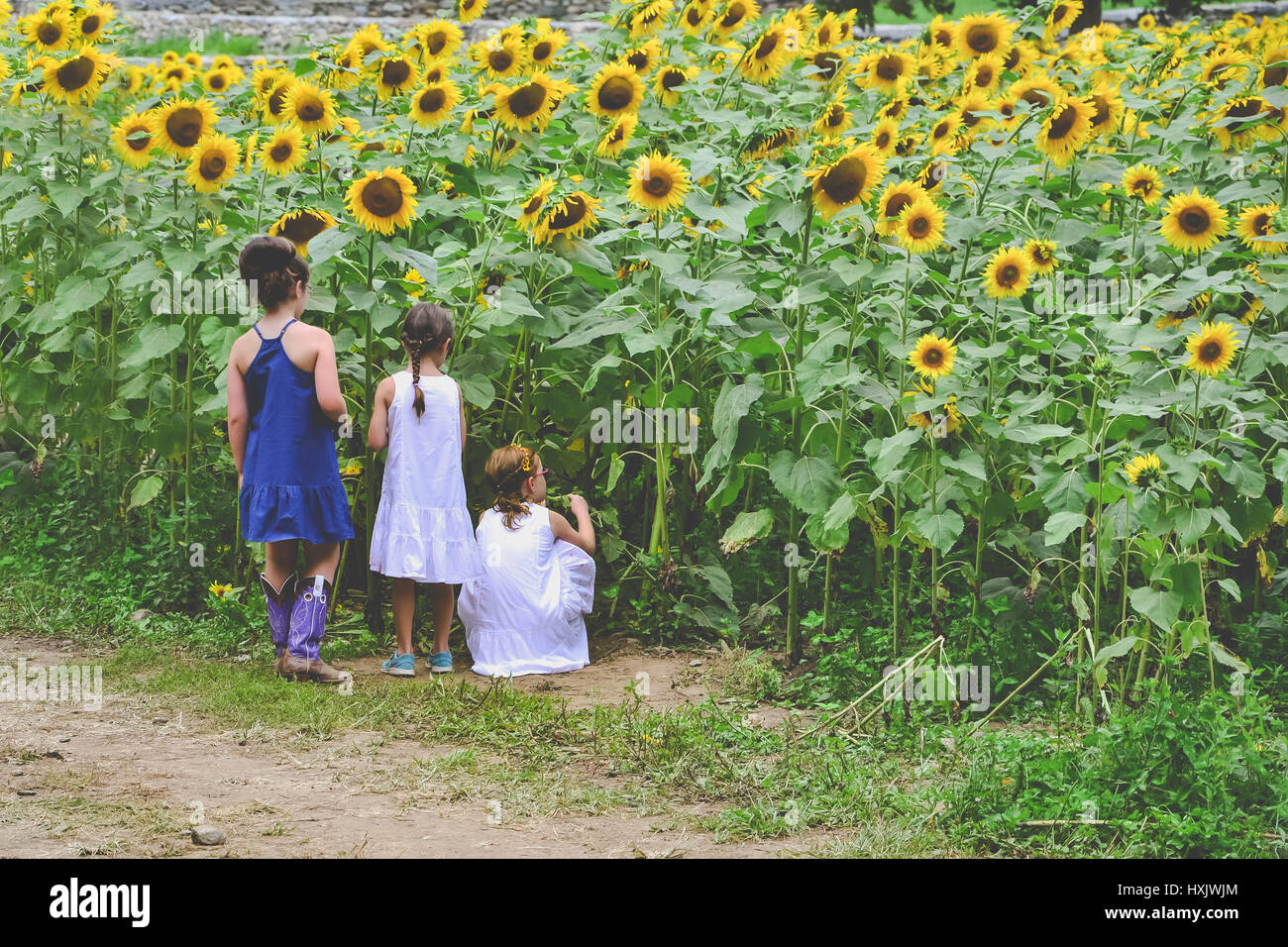 three girls standing by a sunflower field Stock Photo - Alamy