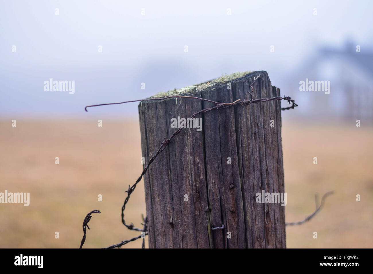close up of fence post with barbed wire and moss Stock Photo - Alamy