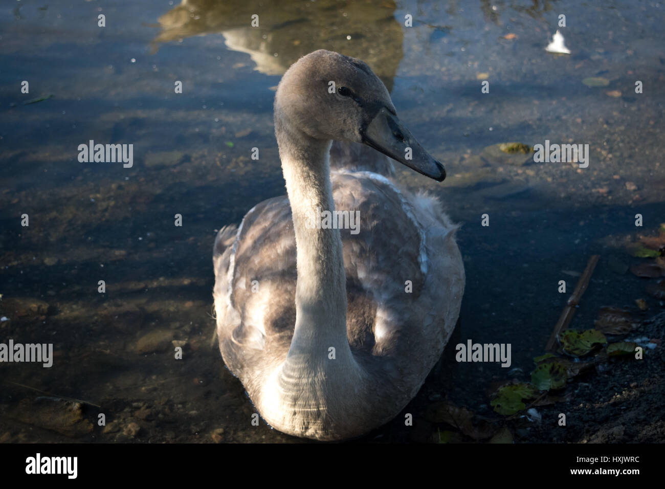 Baby swan closeup Stock Photo