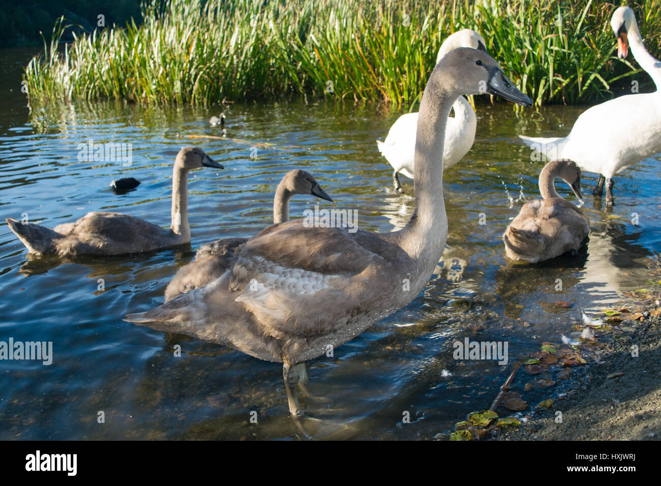 Baby swan closeup Stock Photo