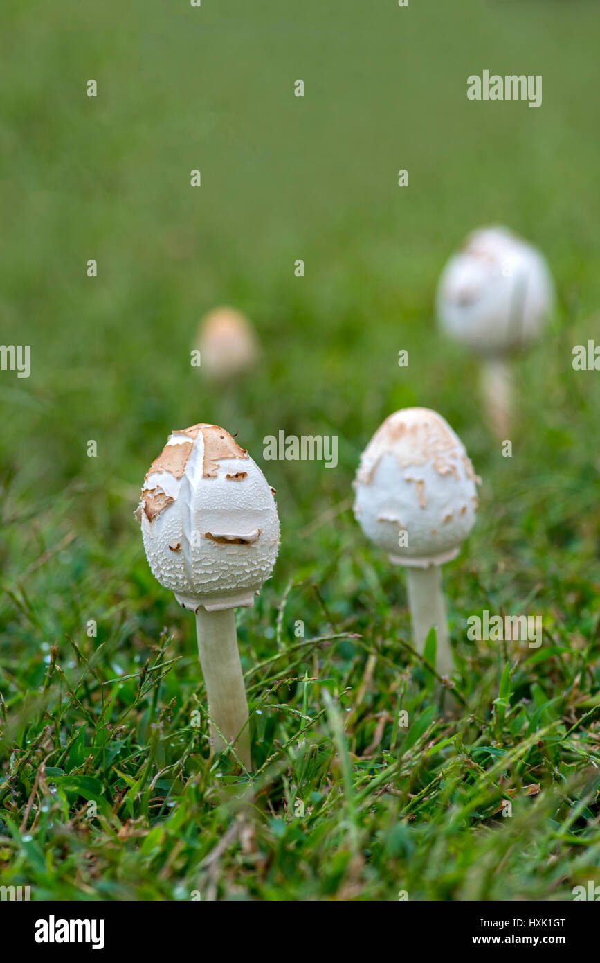 a fresh mushroom after rains in deep woods Stock Photo