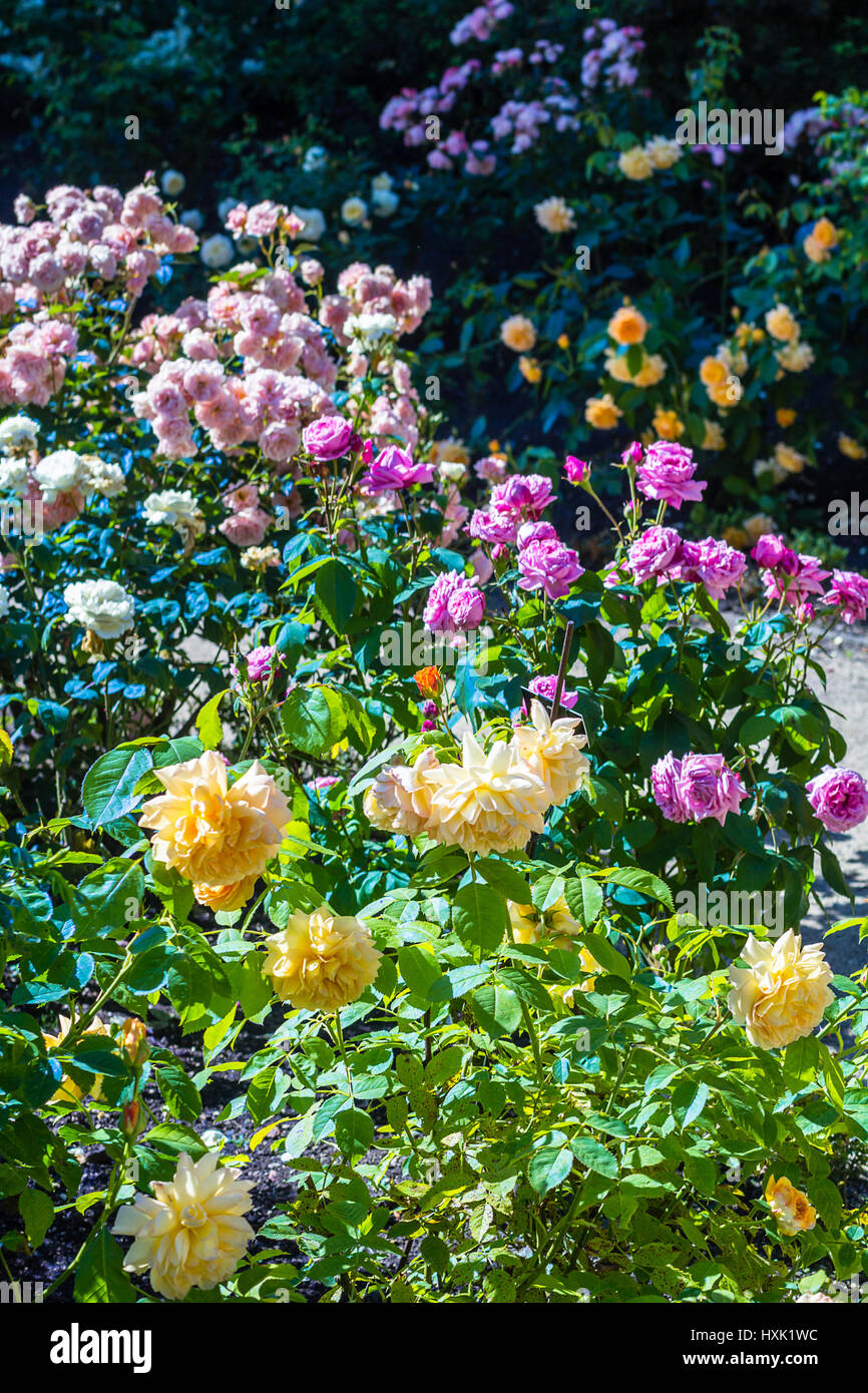 Beautiful rose garden in Summer, UK. Stock Photo