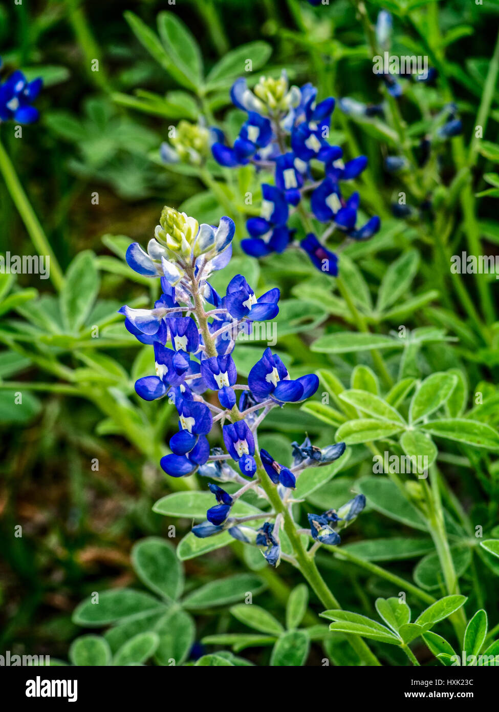 Spring TX USA - March 22, 2017  -  Closeup of a Bluebonnet Stock Photo