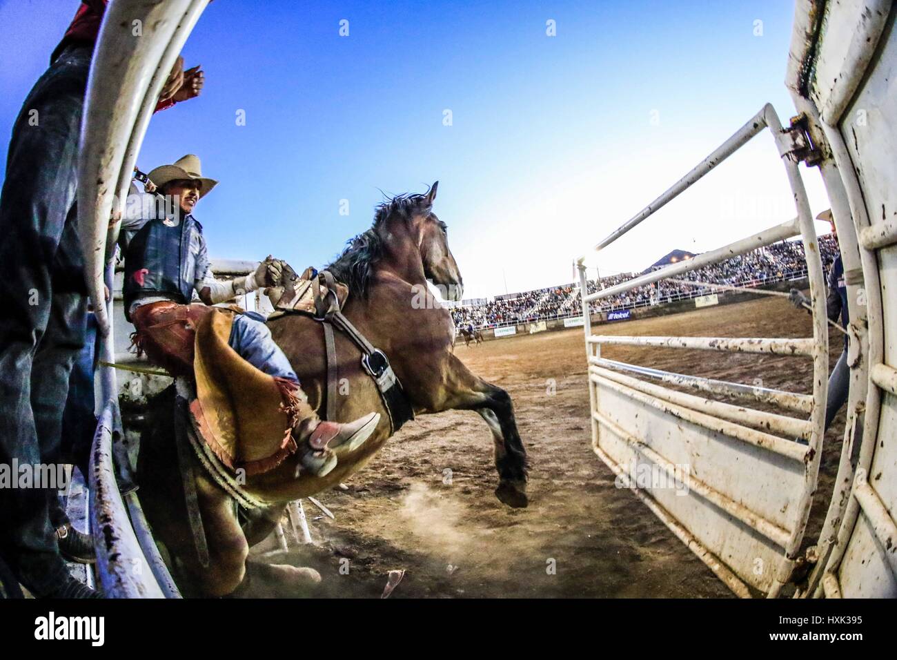 Mexican vaquero chihuahua hi-res stock photography and images - Alamy