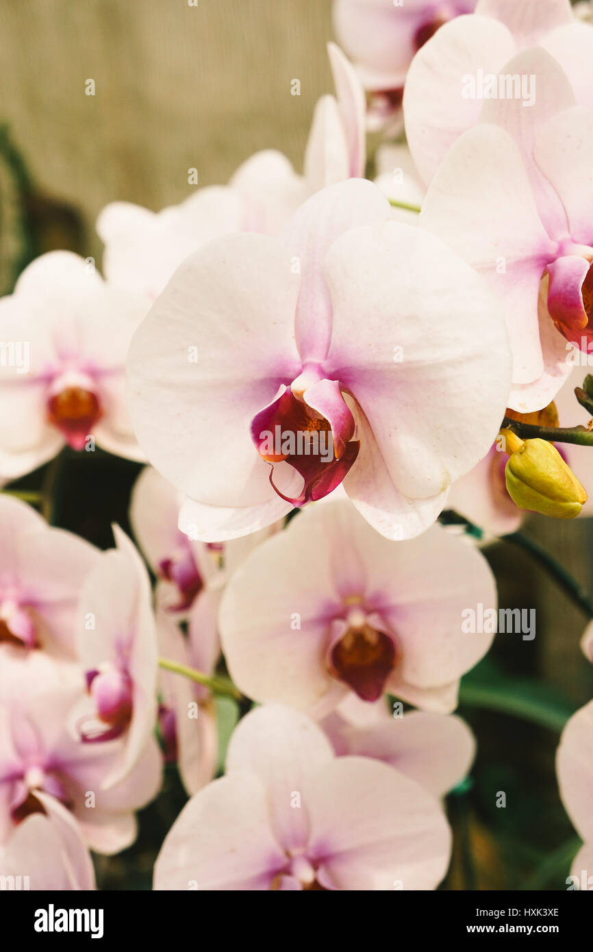 Beautiful Cymbidium orchid Stock Photo