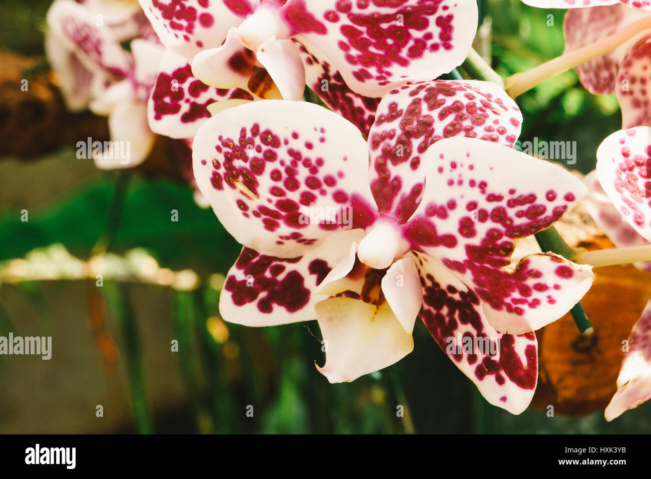 Beautiful Cymbidium orchid Stock Photo