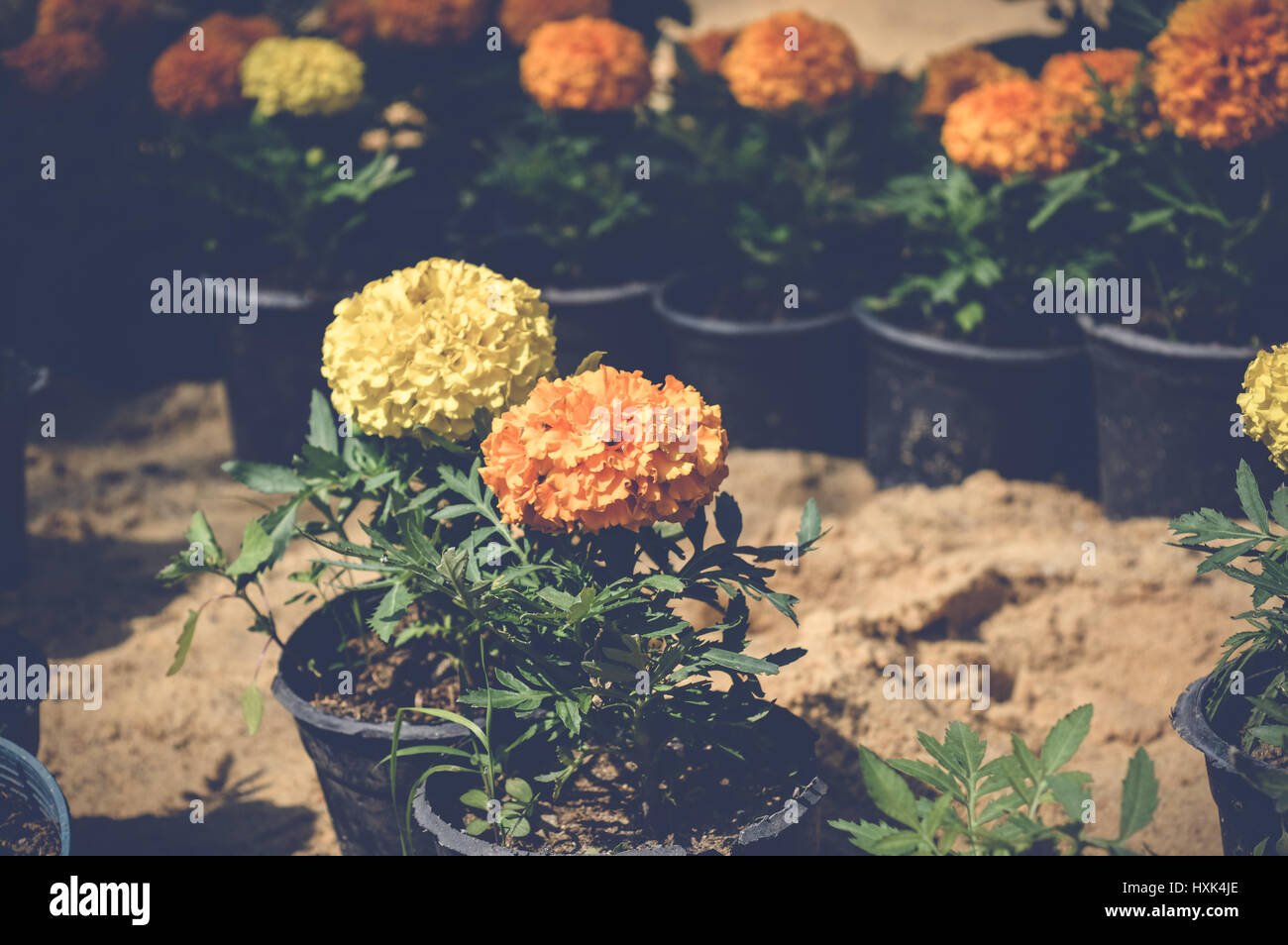 yellow and orange marigold flowers background Stock Photo - Alamy