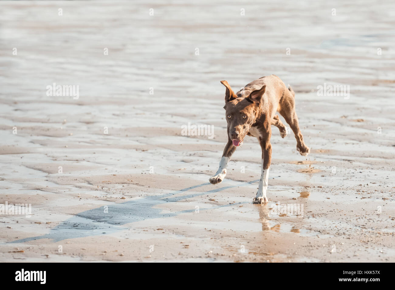 Why Do Dogs Chase Their Shadow
