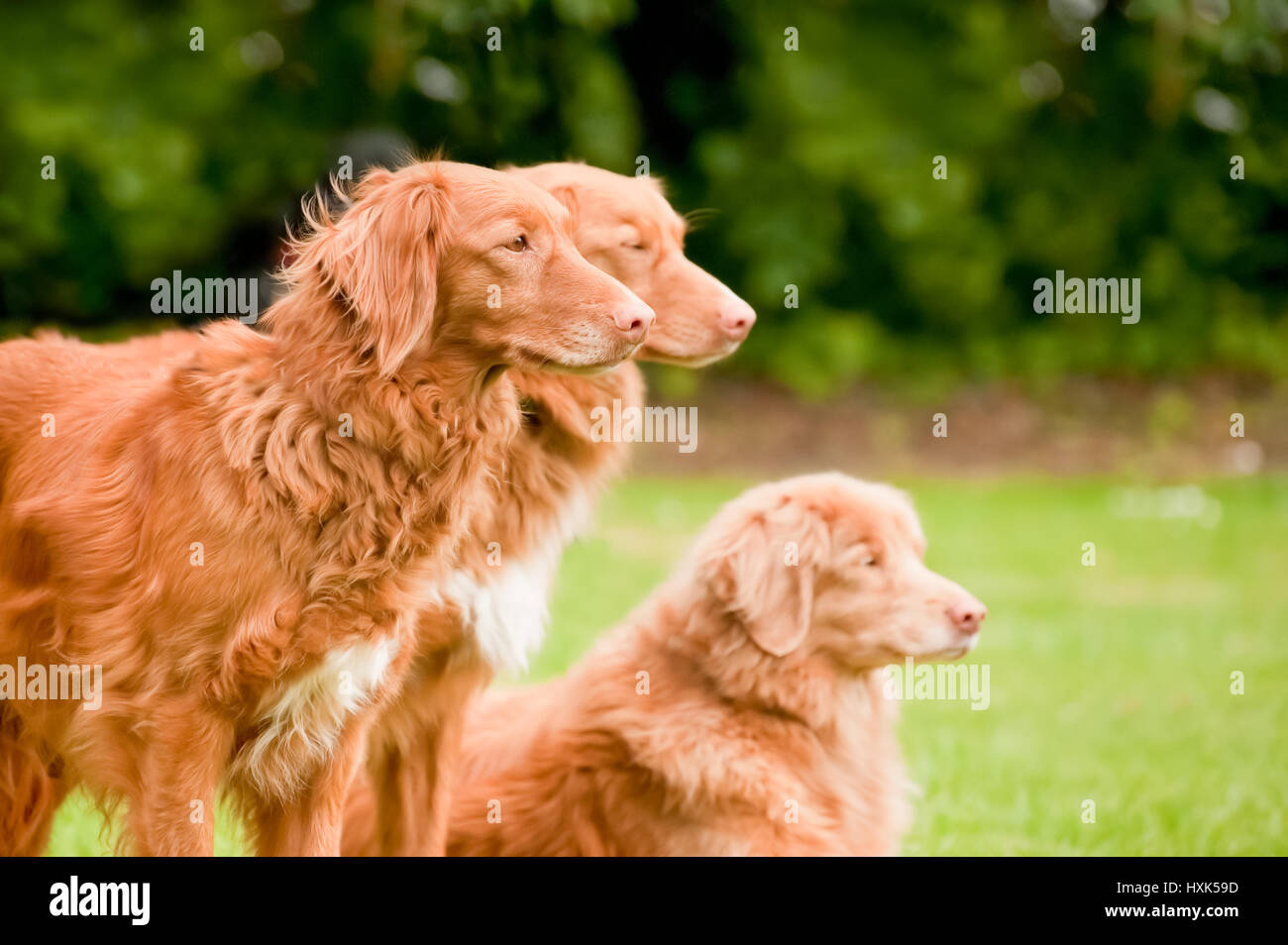 three rare breed nova scotia duck tolling retrievers Stock Photo Alamy